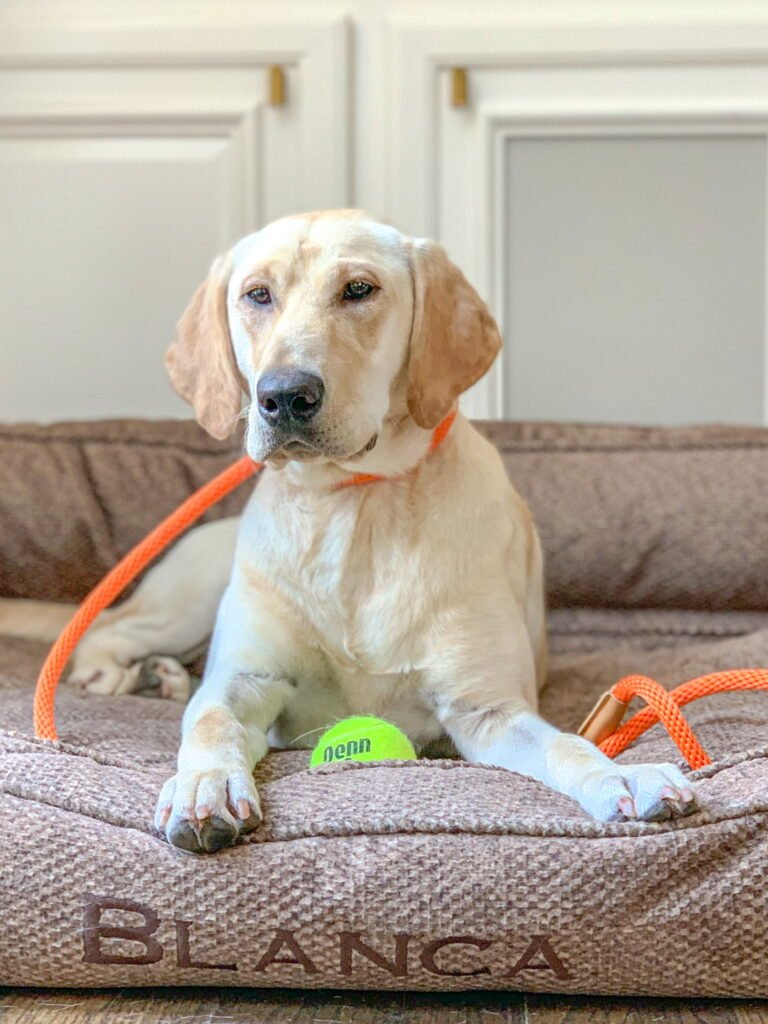 A yellow Labrador resting on a dog bed A yellow Labrador resting on a dog bed