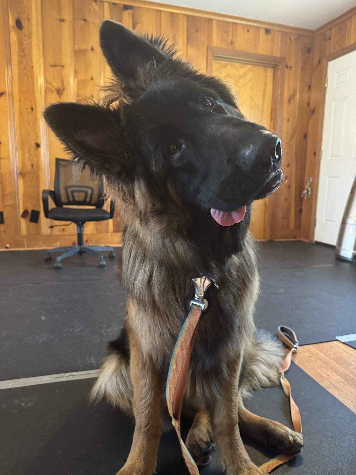 A German shepherd sitting indoors A German shepherd sitting indoors