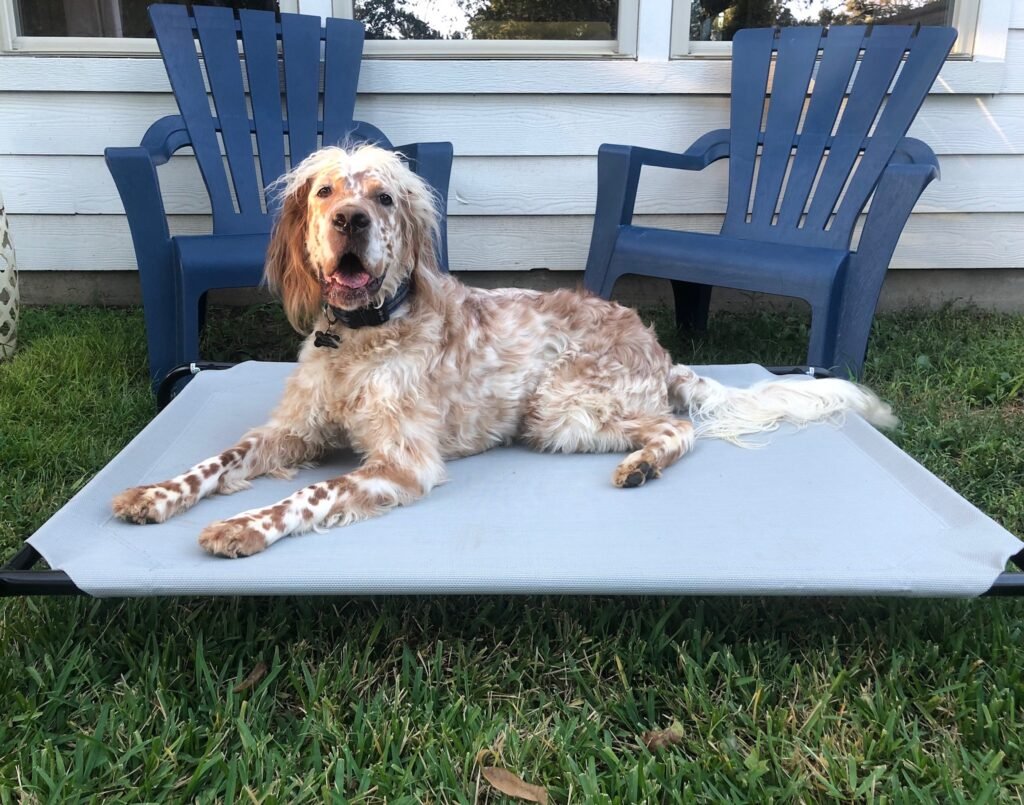 A dog lying on a raised training cot beside outdoor chairs A dog lying on a raised training cot beside outdoor chairs