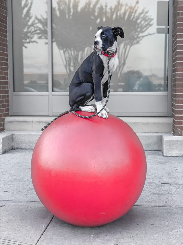 A dog sitting on a large red sphere outside a storefront A dog sitting on a large red sphere outside a storefront