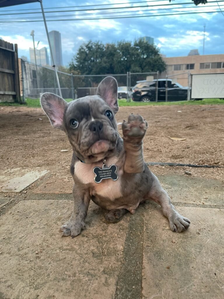 A French bulldog raising a paw outdoors