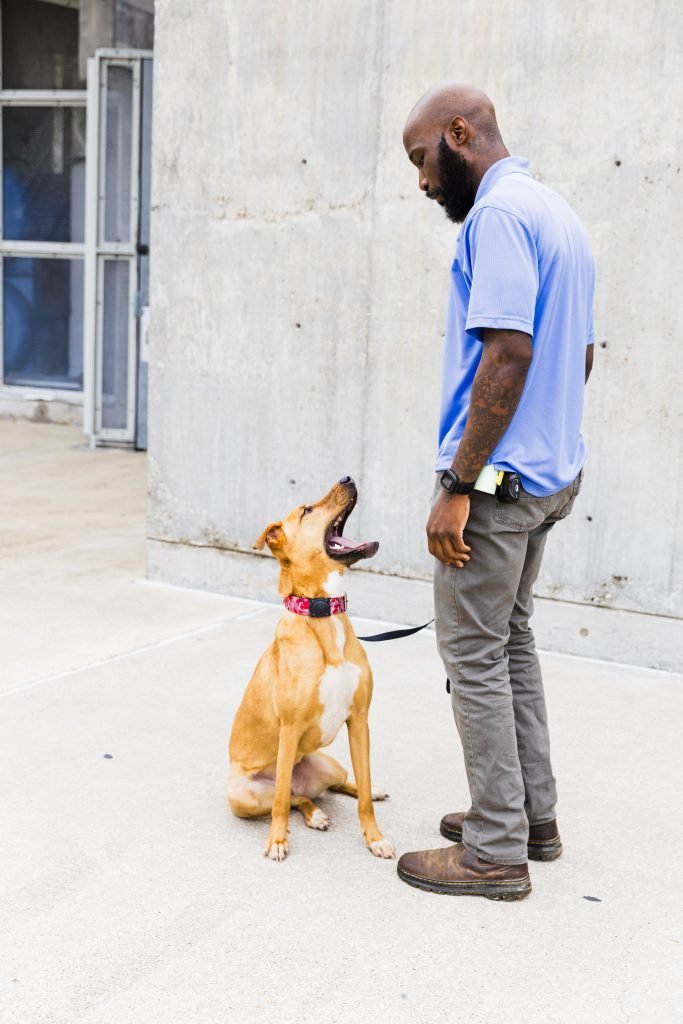 Anthony Mason working with a dog at Good Daweg